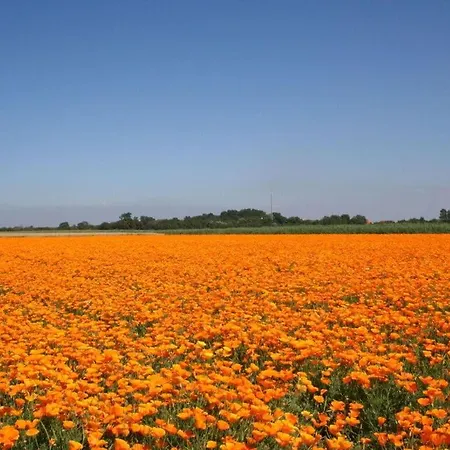 Huijsmansverhuur Type Premium De Luxe Ouddorp